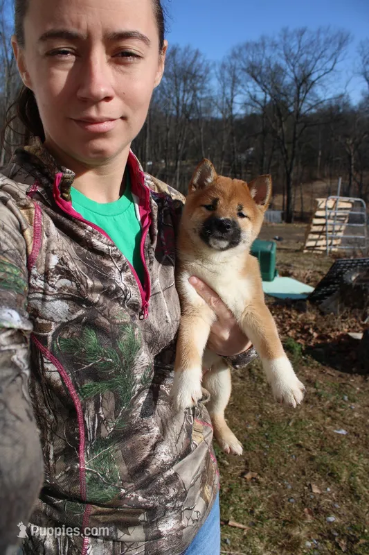 Fox – Shiba Inu puppy for sale in New Bloomfield, PA