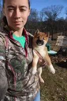 Fox, a female Shiba Inu for sale in New Bloomfield, PA – Photo 2 of 10