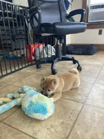 Fox, a female Shiba Inu for sale in New Bloomfield, PA – Photo 3 of 10