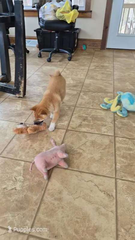 Fox – Shiba Inu puppy for sale in New Bloomfield, PA