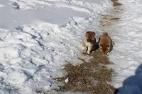 Fox, a female Shiba Inu for sale in New Bloomfield, PA – Photo 5 of 10