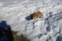 Fox, a female Shiba Inu for sale in New Bloomfield, PA – Photo 6 of 10