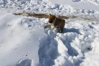 Fox, a female Shiba Inu for sale in New Bloomfield, PA – Photo 7 of 10