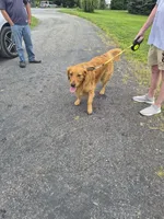Riley, a male Golden Retriever for sale in New Bloomfield, PA – 2 of 7
