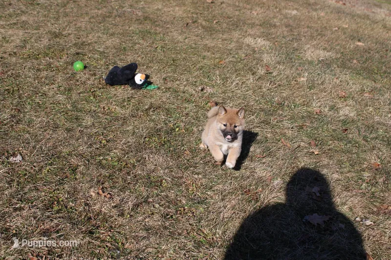 Yen – Shiba Inu puppy for sale in New Bloomfield, PA