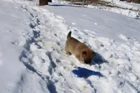 Yen, a female Shiba Inu for sale in New Bloomfield, PA – Photo 4 of 8
