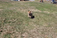 Yen, a female Shiba Inu for sale in New Bloomfield, PA – Photo 5 of 7