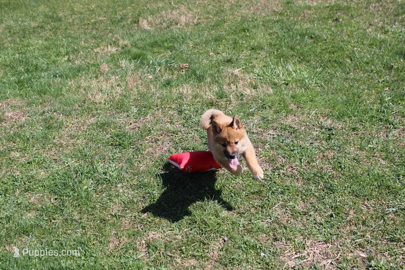 Yen – Shiba Inu puppy for sale in New Bloomfield, PA