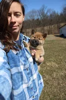 Yen, a female Shiba Inu for sale in New Bloomfield, PA – Photo 2 of 7