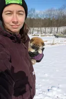 Yen, a female Shiba Inu for sale in New Bloomfield, PA – Photo 6 of 8