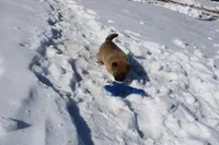 Yen, a female Shiba Inu for sale in New Bloomfield, PA – Photo 2 of 8