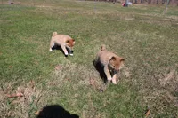 Yen, a female Shiba Inu for sale in New Bloomfield, PA – Photo 4 of 7