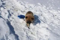 Yen, a female Shiba Inu for sale in New Bloomfield, PA – Photo 5 of 8