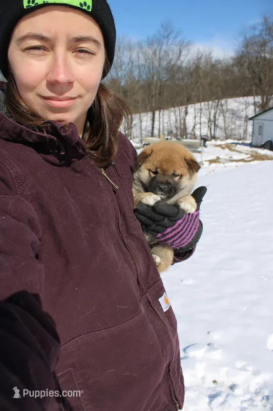 Yen, a female Shiba Inu for sale in New Bloomfield, PA – Photo 1 of 8