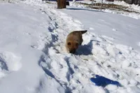 Yen, a female Shiba Inu for sale in New Bloomfield, PA – Photo 3 of 8