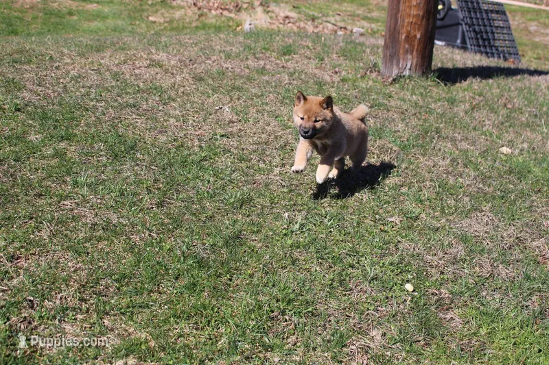 Yen – Shiba Inu puppy for sale in New Bloomfield, PA
