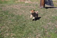 Yen, a female Shiba Inu for sale in New Bloomfield, PA – Photo 1 of 7