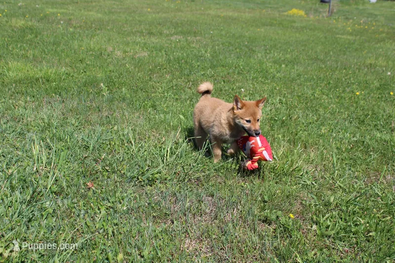 Yen – Shiba Inu puppy for sale in New Bloomfield, PA
