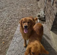 AKC Hamburger , a male Golden Retriever for sale in New Bloomfield, PA – 7 of 10