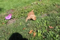 AKC Bonnie, a female Golden Retriever for sale in New Bloomfield, PA – 5 of 10