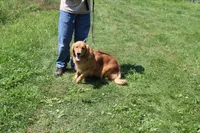Icicle , a female Golden Retriever for sale in New Bloomfield, PA – Photo 7 of 9