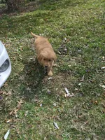 AKC Mystery , a female Golden Retriever for sale in New Bloomfield, PA – Photo 5 of 10