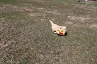 Anna, a female Golden Retriever for sale in New Bloomfield, PA – Photo 5 of 9