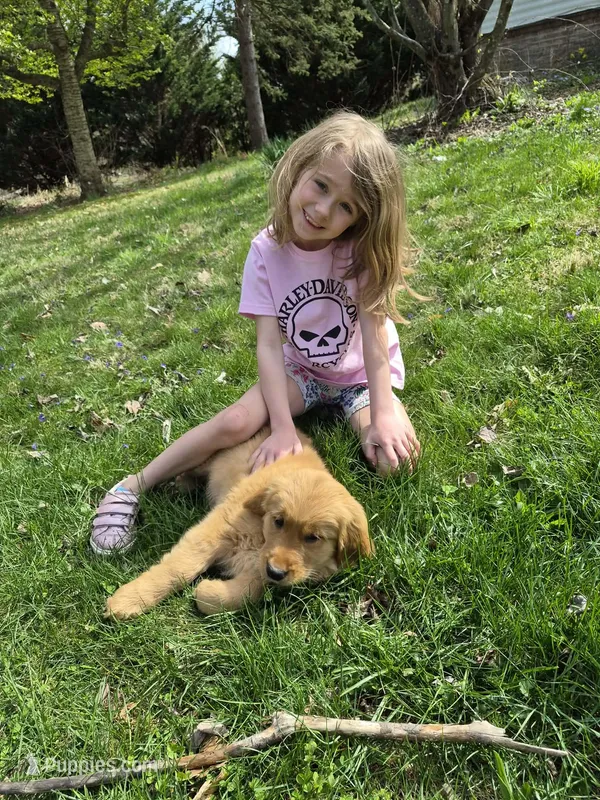 AKC Mystery  – Golden Retriever puppy for sale in New Bloomfield, PA