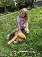 AKC Mystery , a female Golden Retriever for sale in New Bloomfield, PA – Photo 1 of 10