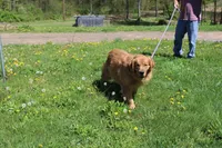 AKC Mystery , a female Golden Retriever for sale in New Bloomfield, PA – Photo 9 of 10