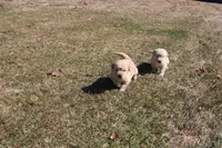 Icicle , a female Golden Retriever for sale in New Bloomfield, PA – Photo 4 of 9