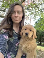 AKC Mystery , a female Golden Retriever for sale in New Bloomfield, PA – Photo 8 of 10