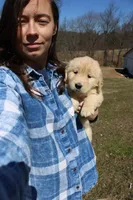 Anna, a female Golden Retriever for sale in New Bloomfield, PA – Photo 3 of 9