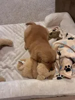 AKC Mystery , a female Golden Retriever for sale in New Bloomfield, PA – Photo 2 of 10