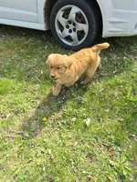 AKC Mystery , a female Golden Retriever for sale in New Bloomfield, PA – Photo 4 of 10