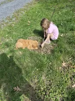 AKC Mystery , a female Golden Retriever for sale in New Bloomfield, PA – Photo 6 of 10