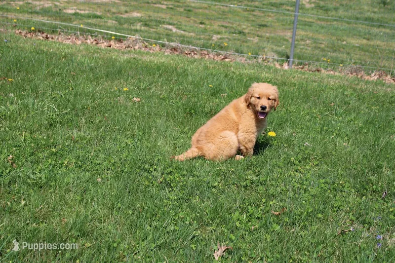 AKC Mystery  – Golden Retriever puppy for sale in New Bloomfield, PA
