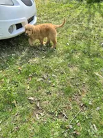 AKC Mystery , a female Golden Retriever for sale in New Bloomfield, PA – Photo 7 of 10