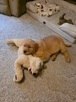 AKC Mystery , a female Golden Retriever for sale in New Bloomfield, PA – Photo 3 of 10