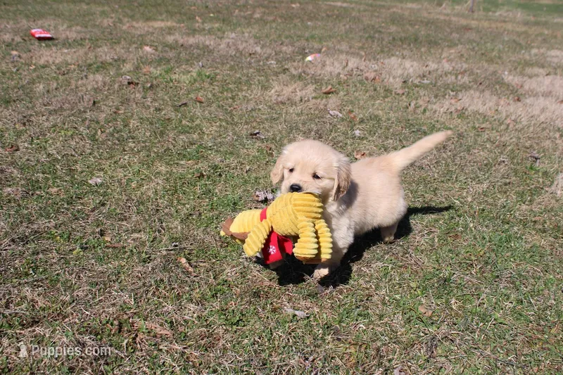 Anna – Golden Retriever puppy for sale in New Bloomfield, PA