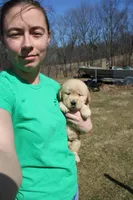 Icicle , a female Golden Retriever for sale in New Bloomfield, PA – Photo 6 of 9