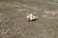 Anna, a female Golden Retriever for sale in New Bloomfield, PA – Photo 4 of 9