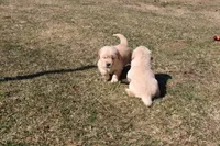 Icicle , a female Golden Retriever for sale in New Bloomfield, PA – Photo 2 of 9