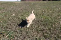 Anna, a female Golden Retriever for sale in New Bloomfield, PA – Photo 7 of 9