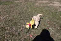 Anna, a female Golden Retriever for sale in New Bloomfield, PA – Photo 6 of 9