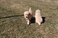 Icicle , a female Golden Retriever for sale in New Bloomfield, PA – Photo 3 of 9