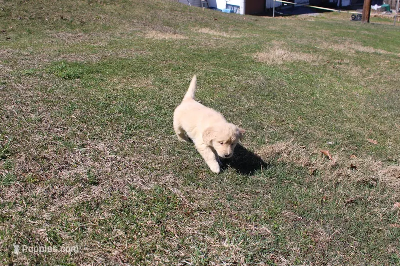 Anna, a female Golden Retriever for sale in New Bloomfield, PA – Photo 1 of 9