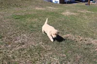 Anna, a female Golden Retriever for sale in New Bloomfield, PA – Photo 1 of 9