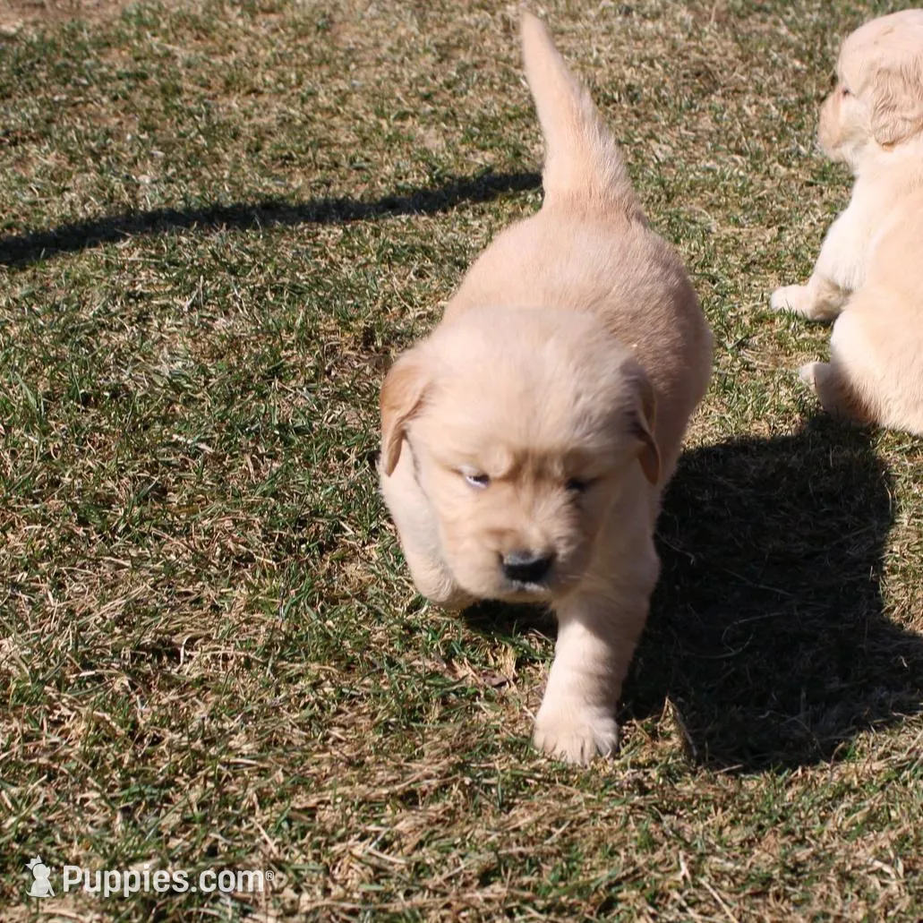 Icicle  – Golden Retriever puppy for sale in New Bloomfield, PA