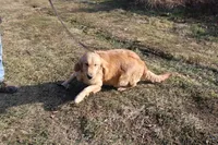 AKC Mystery , a female Golden Retriever for sale in New Bloomfield, PA – Photo 10 of 10